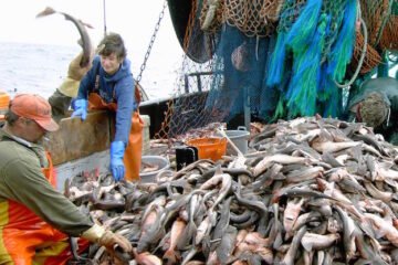 A tenyésztett halak fogják kipusztítani a vadon élőket?
