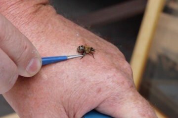 A méhészek tovább élnek
