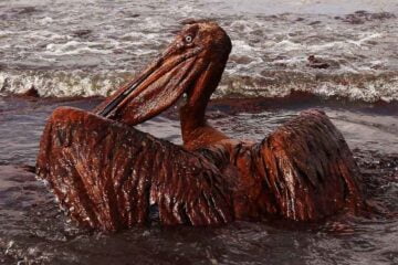 A BP olajszennyezése elpusztíthatja a földi civilizációt