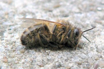 Az ember pusztítja el a méheket?