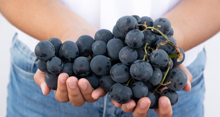 Resveratrol: Mi adja a kékszőlő igazi erejét és miért ilyen hasznos?
